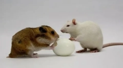 Rat i hrčak: koji je bolji izbor, pluse i razdoblje